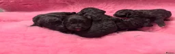 Goldendoodle dogs for sale: Beautiful Goldendoodles - Advert 8