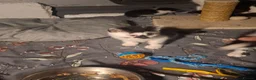 British Shorthair cats for sale: 10 week old kittens - Advert 4