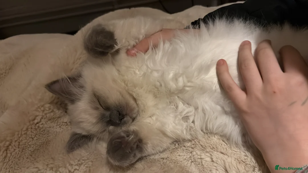 Ragdoll cats for sale: Pure breed Ragdoll male cat in London - Advert 2