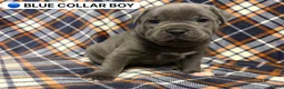 Staffordshire Bull Terrier dogs for sale: 4 Beautiful KC Registered Puppies 2 Boys & 2 Girls in Birmingham - Advert 17