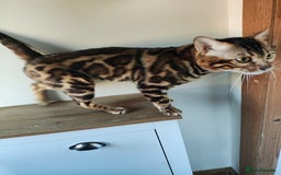 Bengal cats for stud: Rehoming 🔥 Clouded Bengal Stud TICA Amazing🔥 in Durham - Image 4