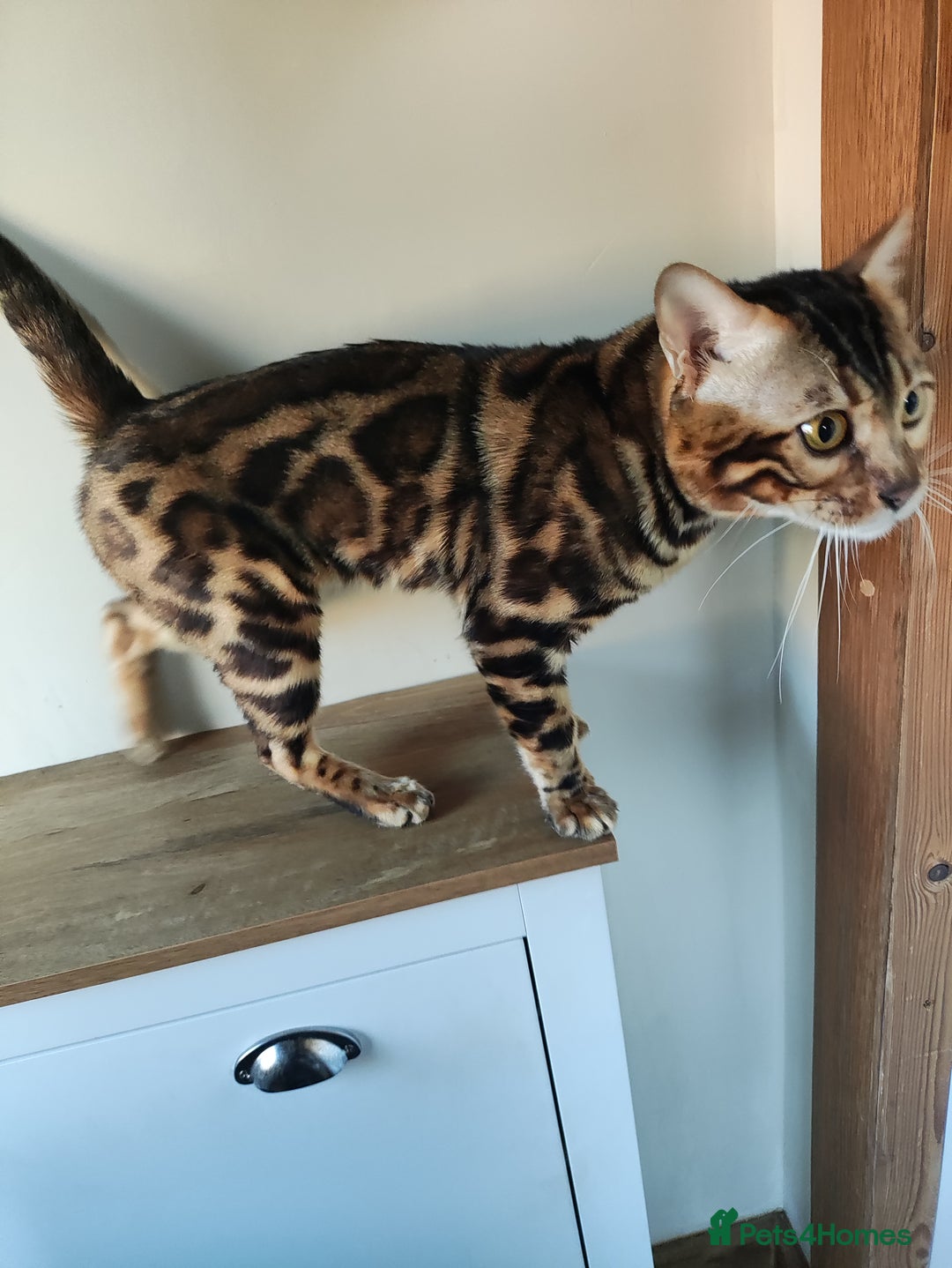 Bengal cats for stud: Rehoming 🔥 Clouded Bengal Stud TICA Amazing🔥 in Durham - Image 4