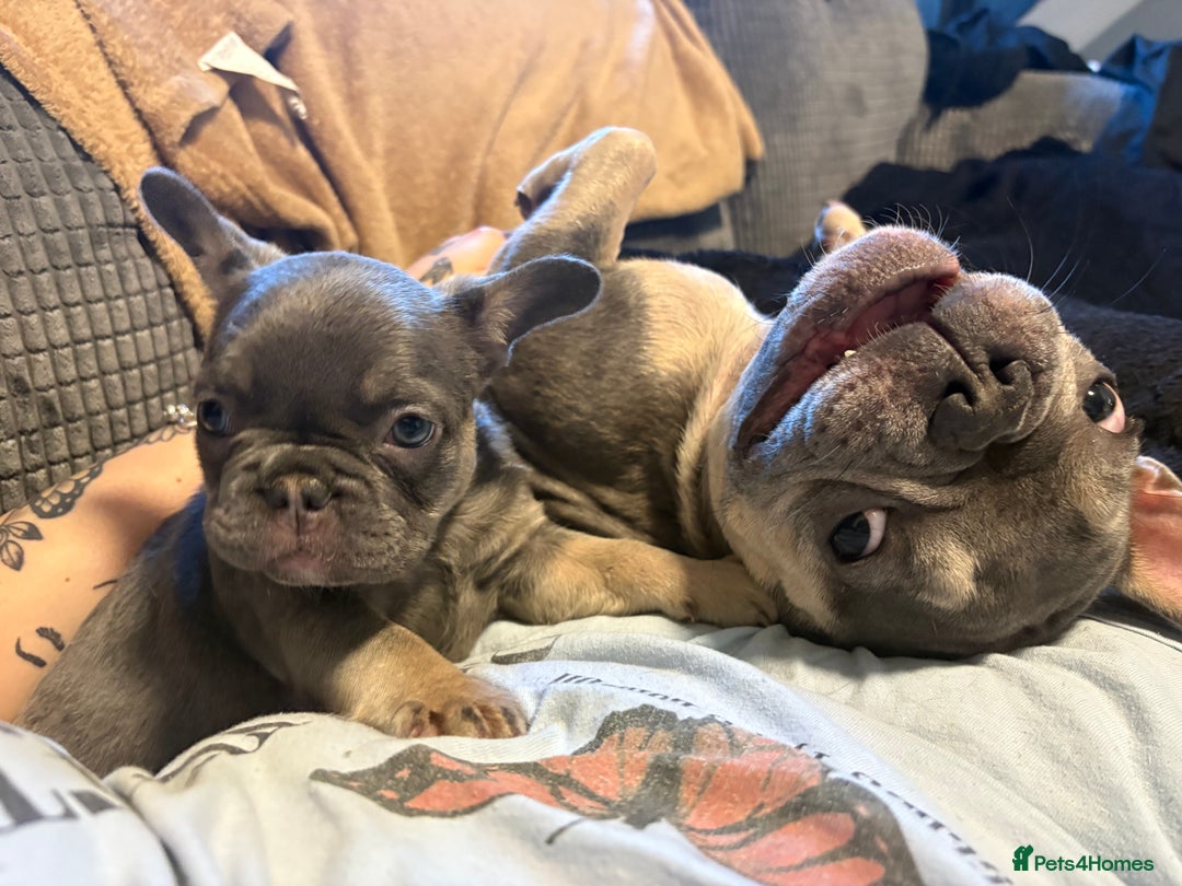 French Bulldog dogs for sale: REDUCED Ready to leave Kc reg Frenchie🐾 - Advert 27