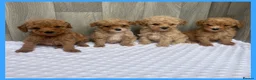 Maltipoo dogs for sale: Stunning Miniature Maltipoo puppies for sale  - Advert 1