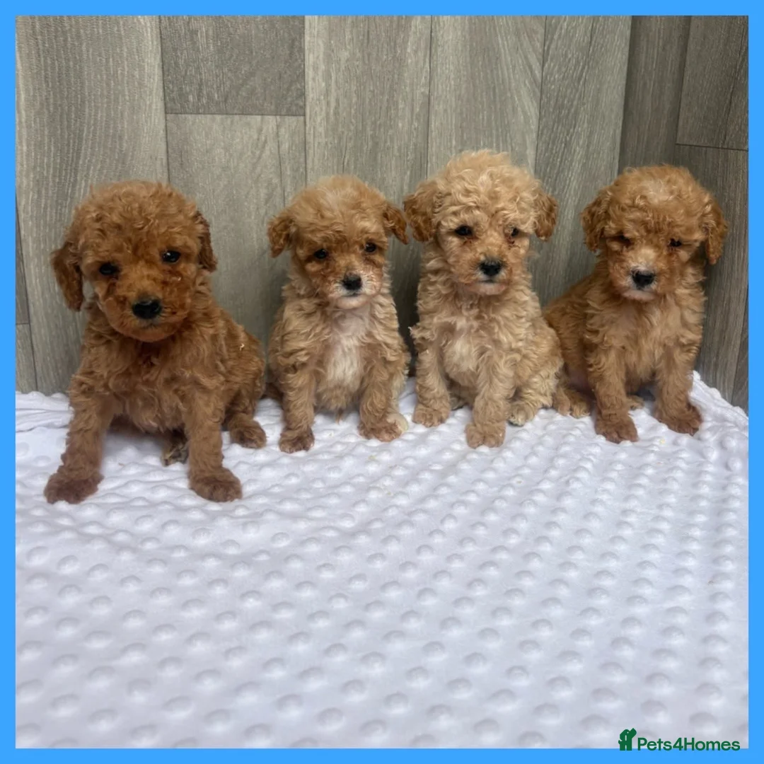 Maltipoo dogs for sale: Stunning Miniature Maltipoo puppies for sale  - Advert 1