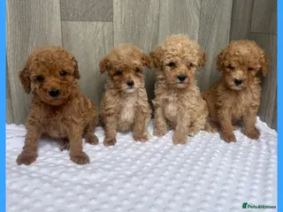 Maltipoo dogs Stunning Miniature Maltipoo puppies for sale - Advert 2