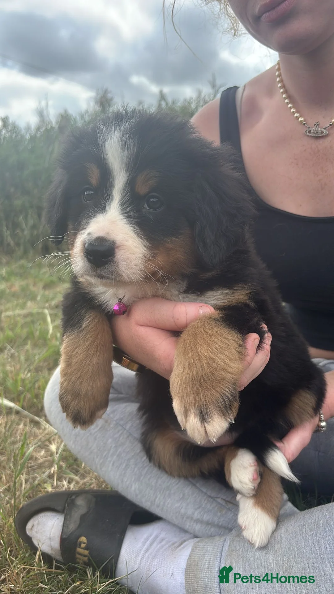 Bernese Mountain Dog dogs for stud: Outstanding kc reg Bernese mountain dog stud - Advert 21