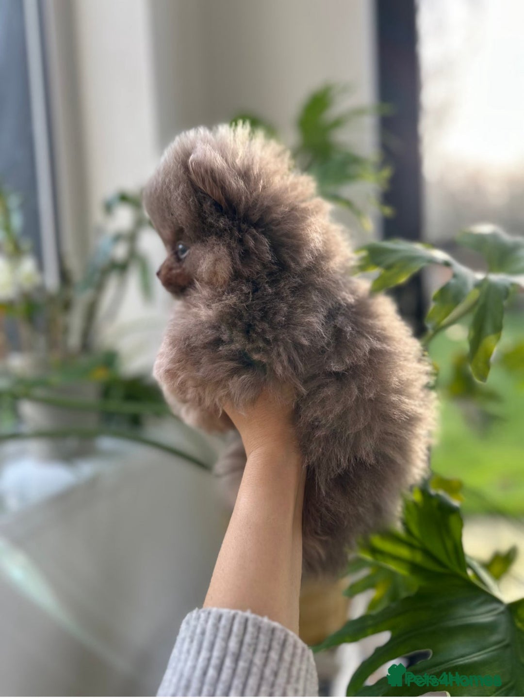 Pomeranian dogs for stud: 1.6kgPuppysize teddybear lilac and tan Pomeranian  - Advert 5
