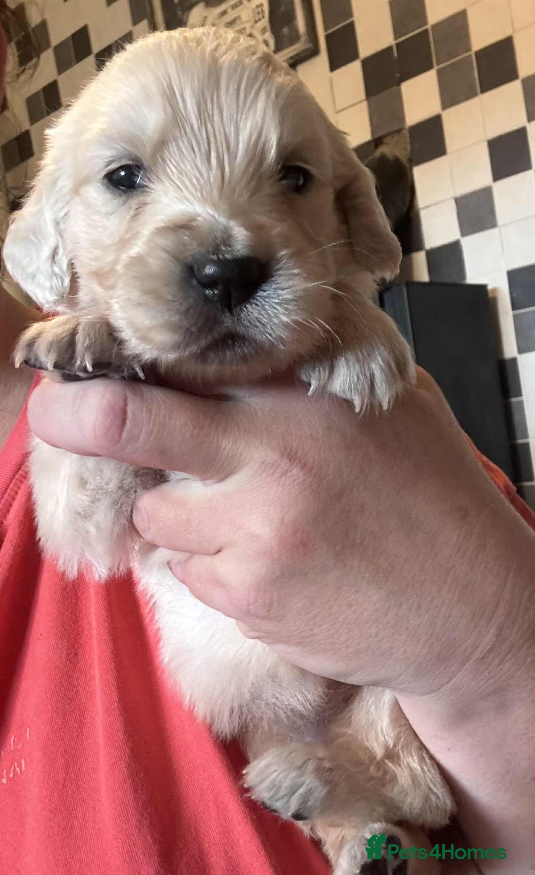 Golden Retriever dogs for sale: Amazing KC golden retriever puppies - Image 8