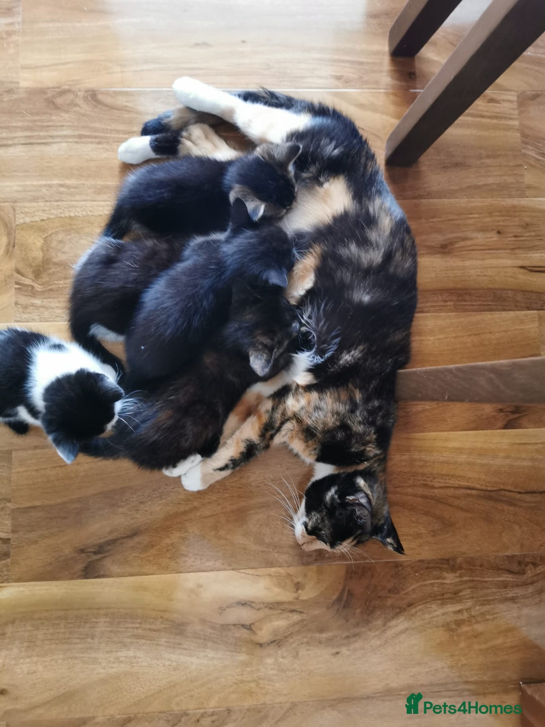 Mixed Breed cats for sale: Beautiful kittens ready now - Image 22