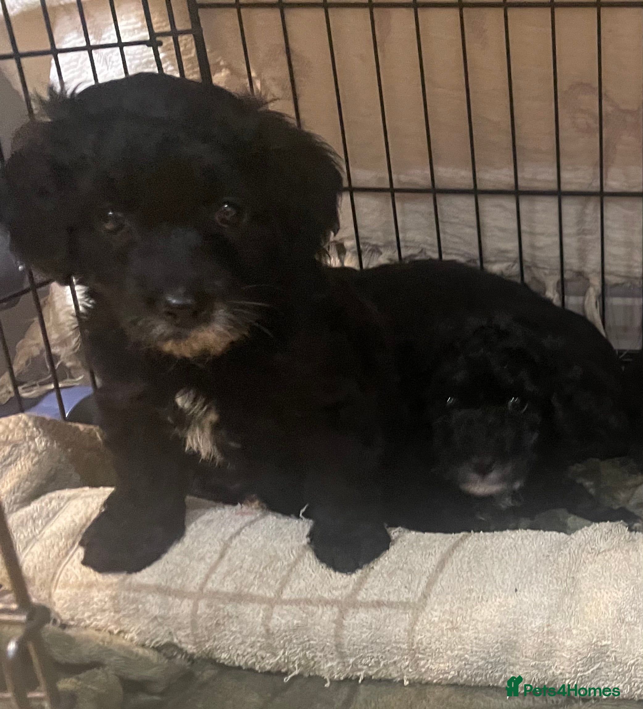 Cavapoo dogs Adorable Cavapoo puppies for sale 2 girls sold  - Advert 8