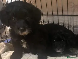 Cavapoo dogs Adorable Cavapoo puppies for sale 2 girls sold - Advert 8