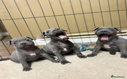 Staffordshire Bull Terrier dogs for sale: 9 Beautiful blue staff puppy’s !  - Advert 3