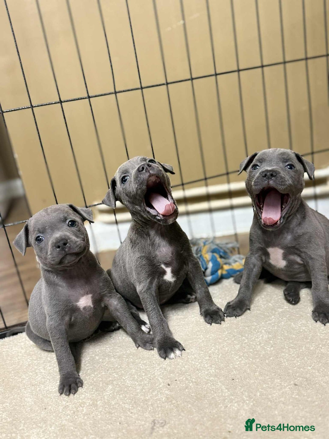 Staffordshire Bull Terrier dogs for sale: 9 Beautiful blue staff puppy’s !  - Advert 3