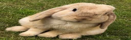 Mini Lop rabbits for sale: Mini lops - Advert 4
