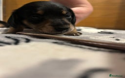 Miniature Dachshund dogs for sale: Mini dachshund puppies - Image 18