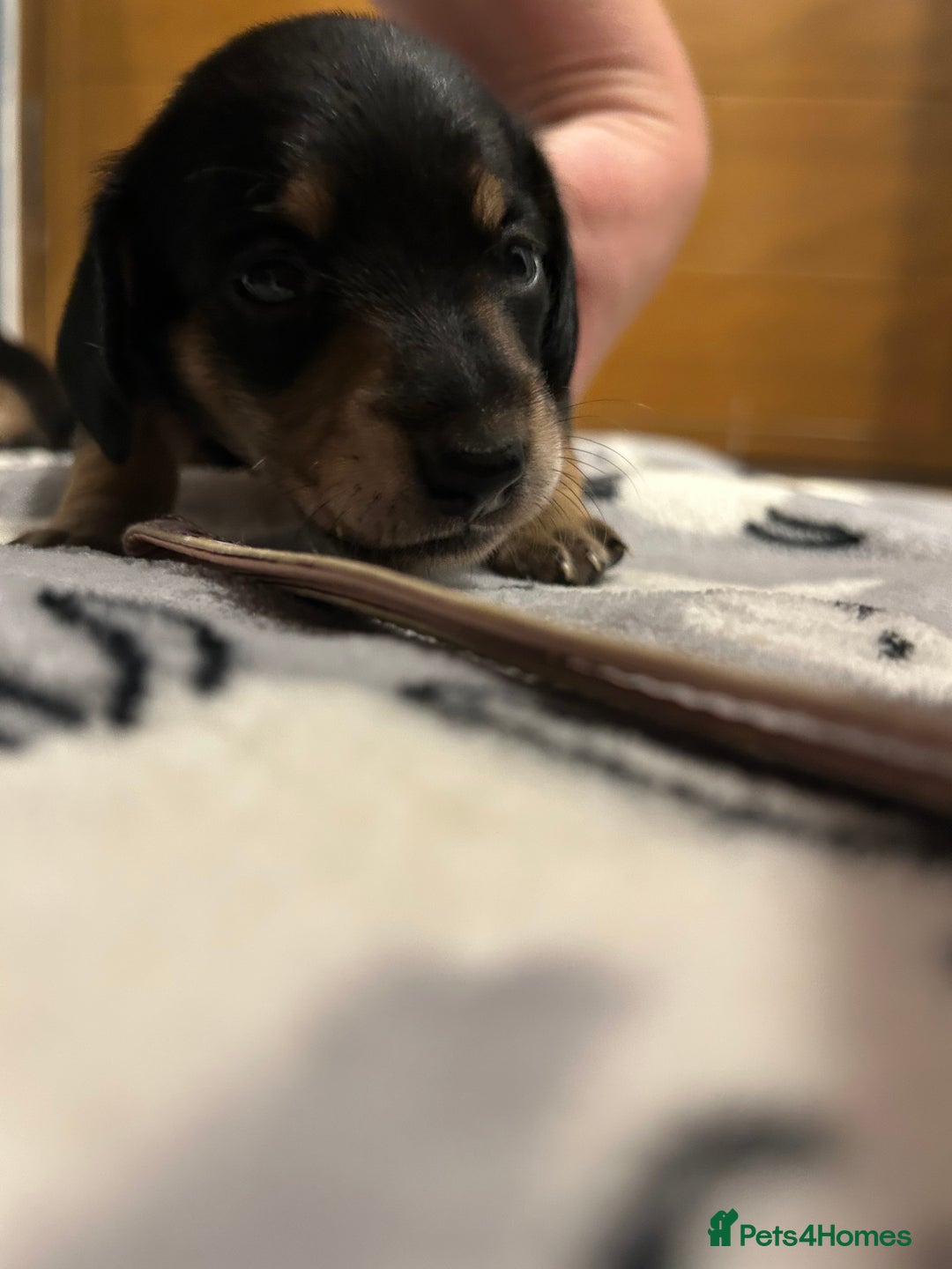 Miniature Dachshund dogs for sale: Mini dachshund puppies - Image 18
