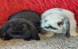 Mini Lop rabbits for sale: 2 minilop  brothers available  - Image 2