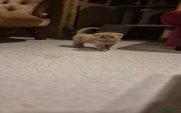 Scottish Fold cats for sale: Last 2 Scottish straight kittens  - Image 16