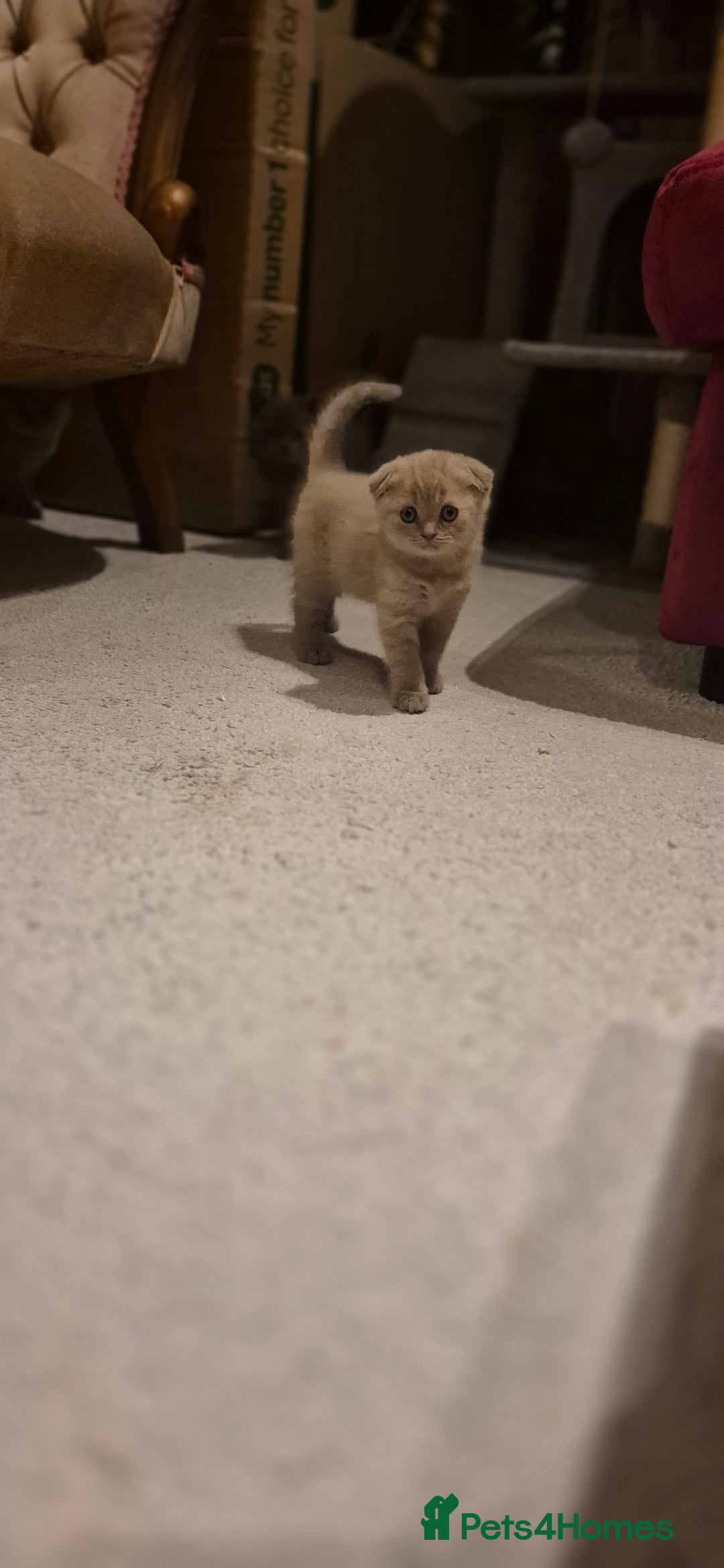 Scottish Fold cats for sale: Last 2 Scottish straight kittens  - Image 16
