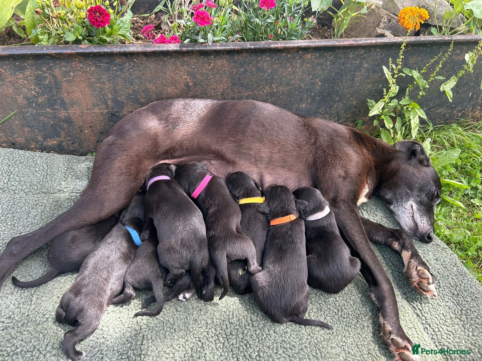 Mixed Breed dogs Beautiful Bedlington Whippet First Cross Puppies - Advert 1