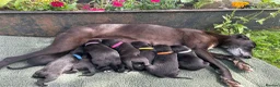 Mixed Breed dogs for sale: Beautiful Bedlington Whippet First Cross Puppies in Okehampton - Advert 1