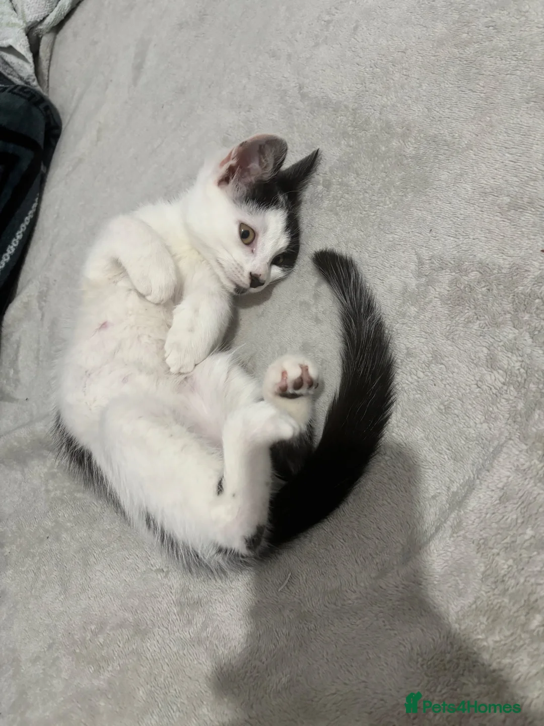 Domestic Shorthair cats for sale: Tony  in Newcastle upon Tyne - Advert 2