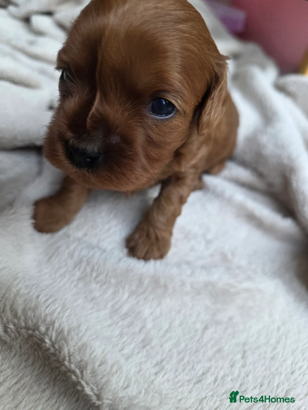 Cavapoo dogs for sale: Small F2 Cavapoo Puppies – Family Raised - Advert 20