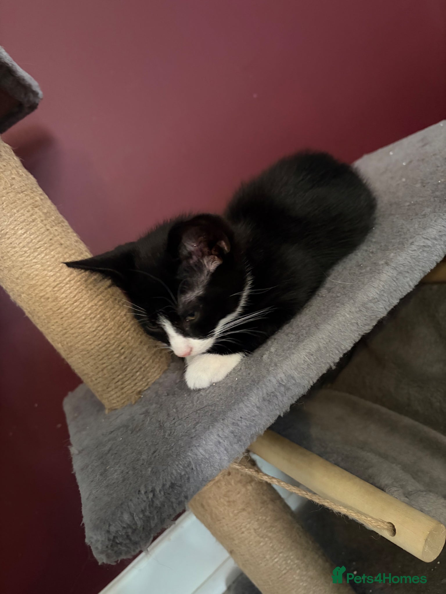 Mixed Breed cats for sale: Last female kitten ready for a forever home  - Advert 3