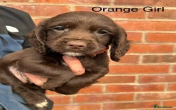 Cocker Spaniel dogs for sale: KC Reg Cocker Spaniel Puppies - Image 7