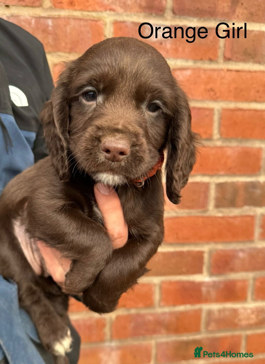 Cocker Spaniel dogs for sale: KC Reg Cocker Spaniel Puppies - Image 7