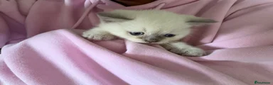 British Shorthair 2