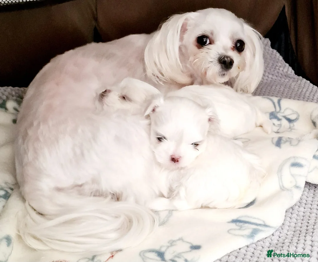 Maltese dogs for sale: Maltesse puppy  - Advert 5
