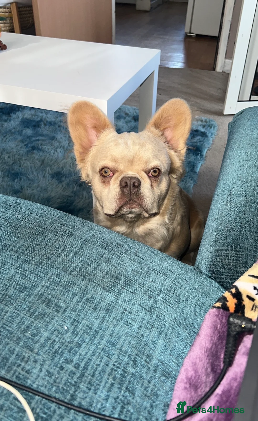 French Bulldog dogs for sale: Male fluffy French bulldog  - Advert 2