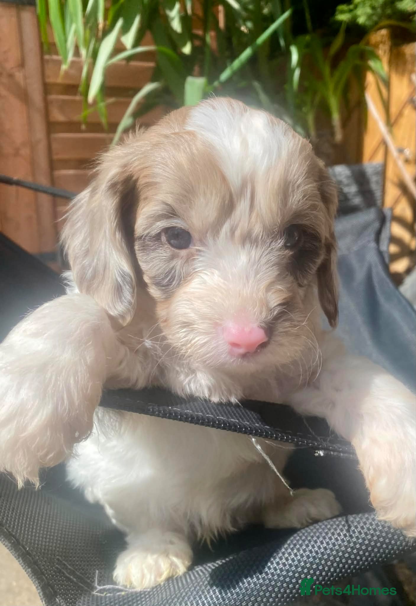 Sproodle dogs 🐶💕Adorable Sprockerpoo Puppies🐶💕 - Advert 2