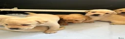 Labrador Retriever dogs for sale: KC Registered Yellow Labrador Puppies - Advert 3