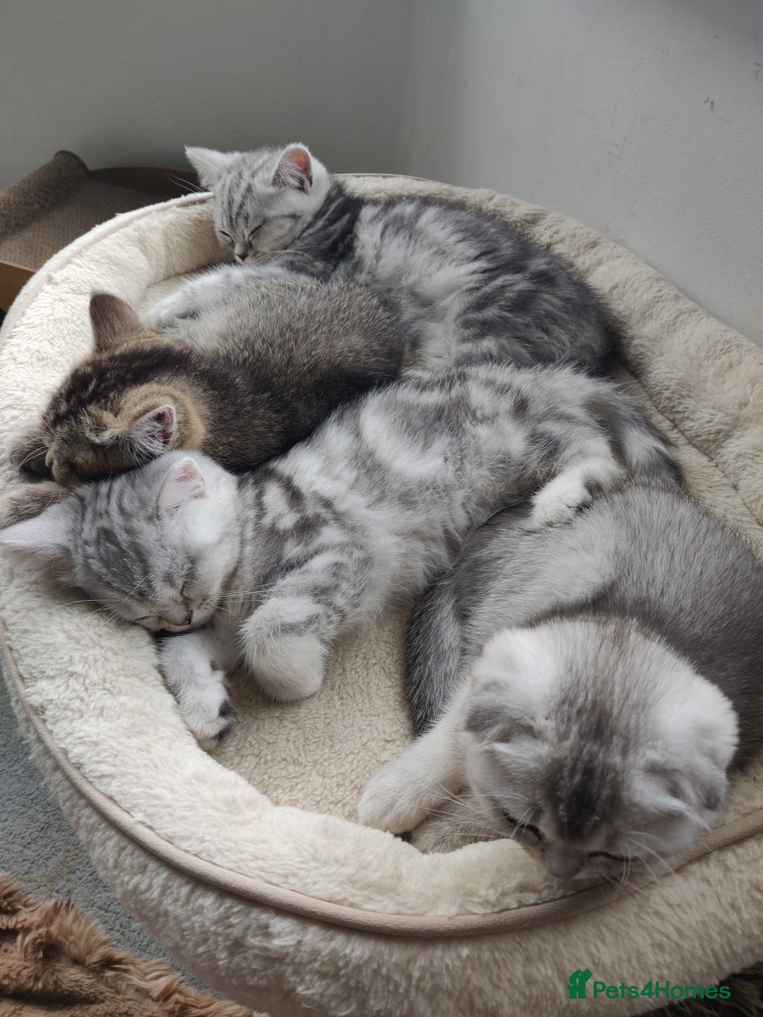 Scottish Fold cats for sale: Scottish fold kittens  - Image 11