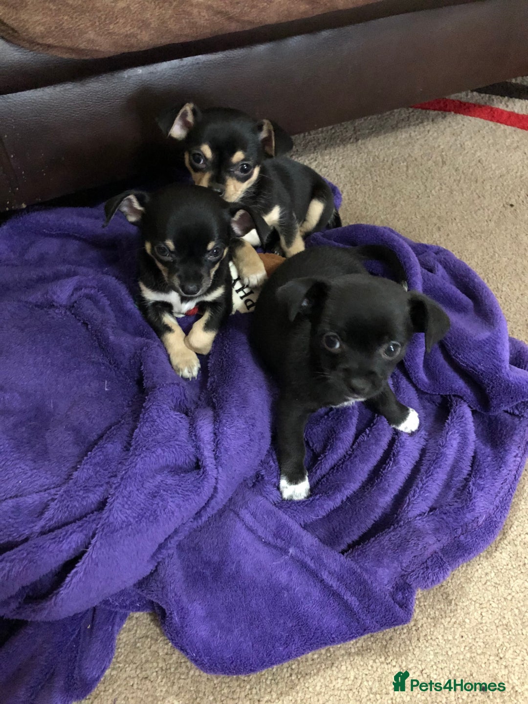 Chihuahua dogs for sale: Cute chihuahuas  - Advert 7