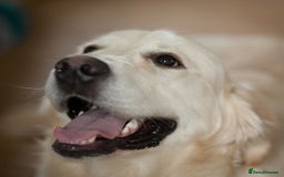 Golden Retriever dogs for stud: Purebred Golden Retriever for Stud - Image 2