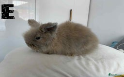 Lionhead rabbits for sale: Pure Breed Fluffy Double Mained Lionhead Kits - Image 15