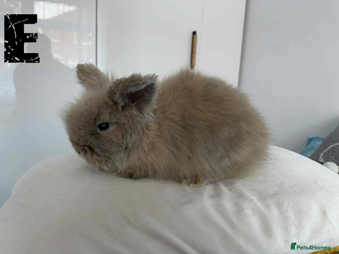 Lionhead rabbits for sale: Pure Breed Fluffy Double Mained Lionhead Kits - Image 15