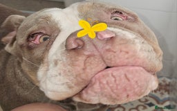 Mixed Breed dogs for sale: The tale of 2 sisters - Image 12