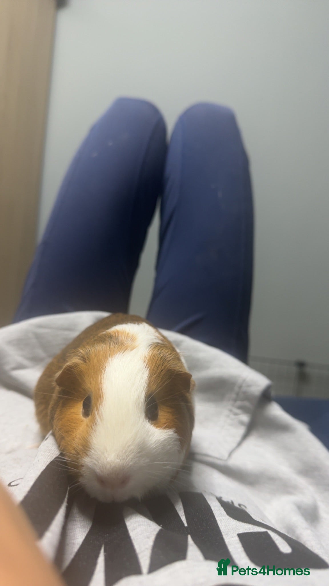 Guinea Pig rodents Guinea pigs sadly for rehoming  - Advert 1
