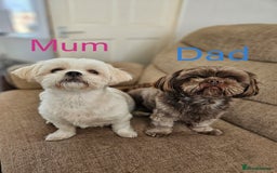 Shih Tzu dogs for sale: Shih Tzu puppies - Image 9