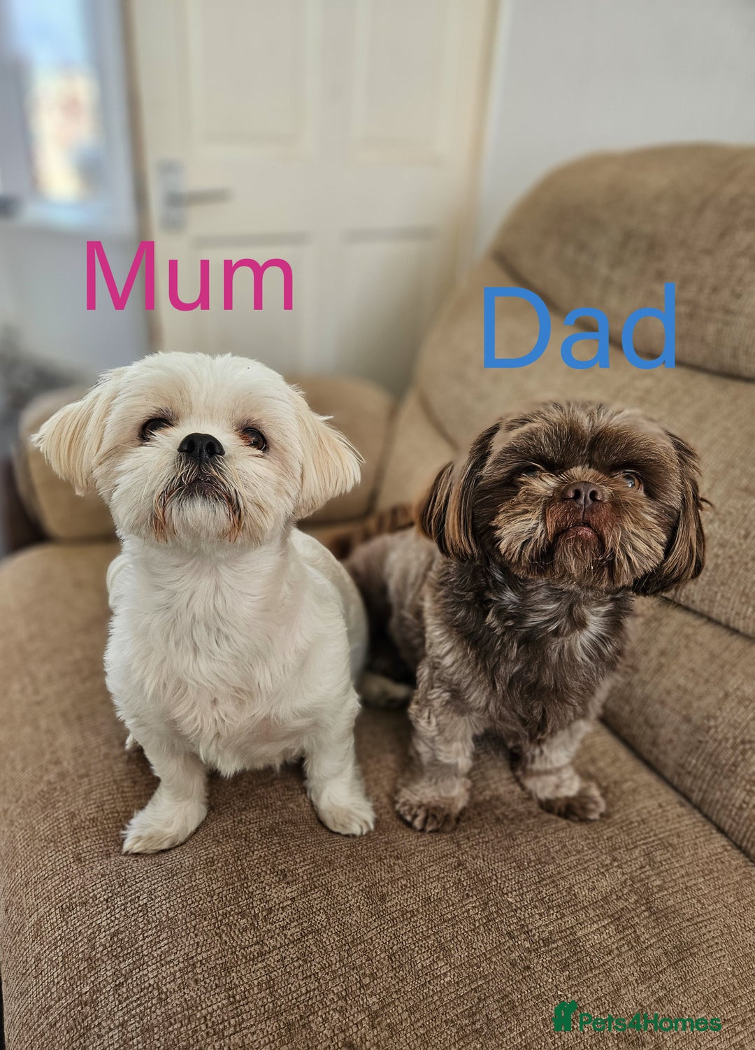 Shih Tzu dogs for sale: Shih Tzu puppies - Image 9