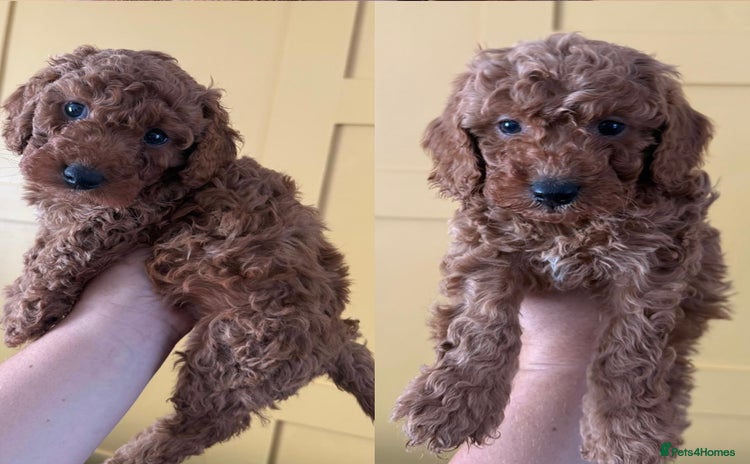 Cockapoo dogs in Boston - Advert 3
