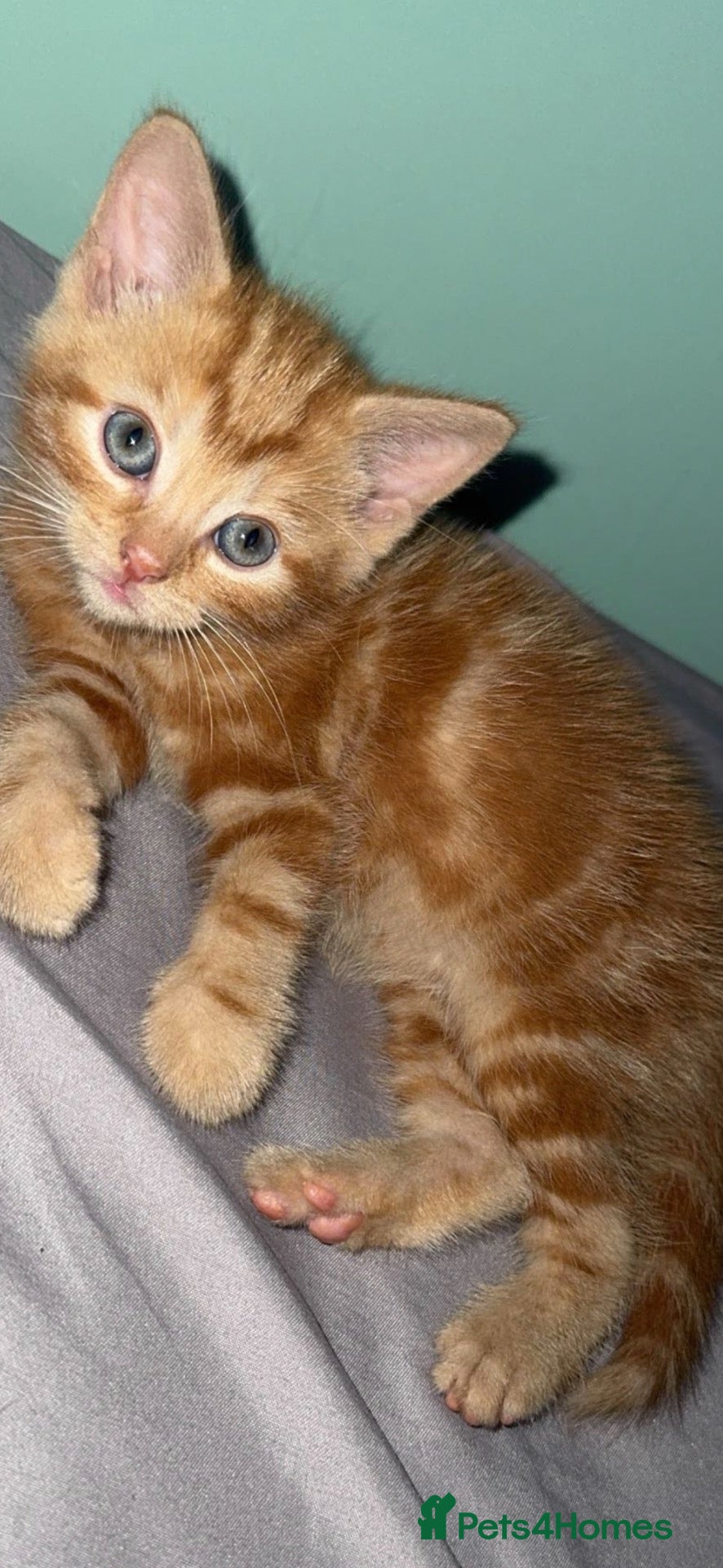 Mixed Breed cats ginger tabby  - Advert 1