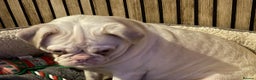 Pug dogs for sale: Pug looking for new home  - Advert 3