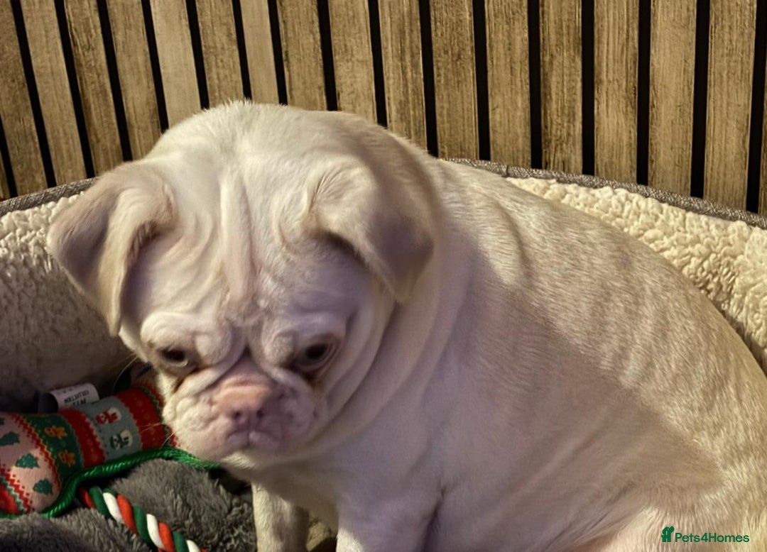 Pug dogs for sale: Pug looking for new home  - Advert 3