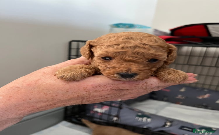 Poochon dogs - Advert 1